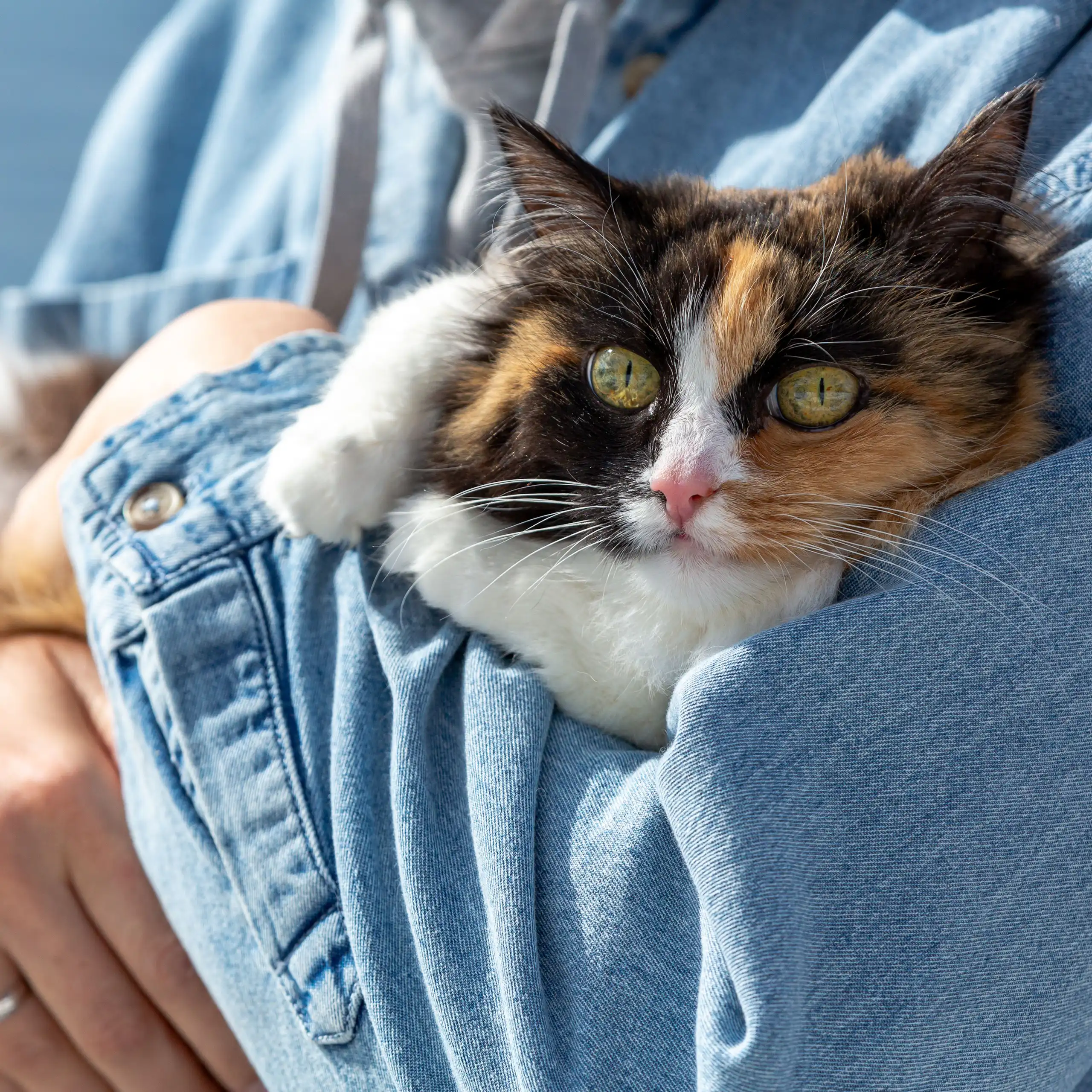 Calico cat snuggles in woman's arms.