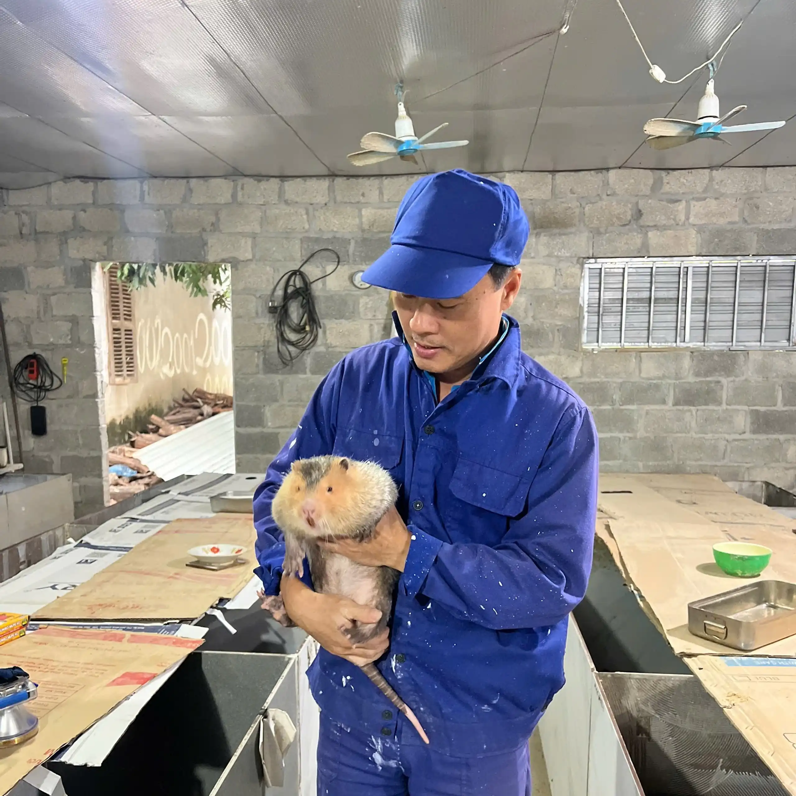 A rodent farmer in Vietnam.