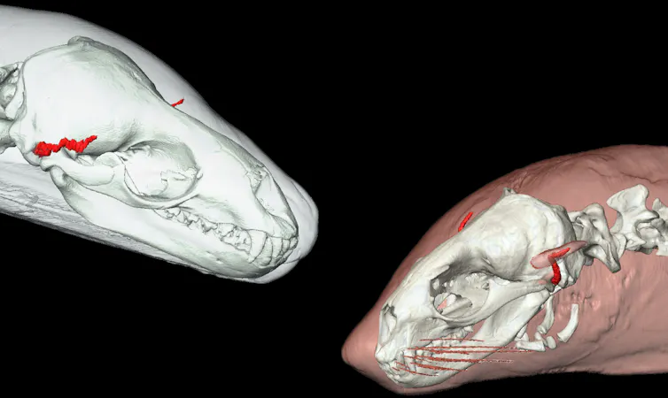 3D scans of two seals, showing their bones and cavernous tissue.