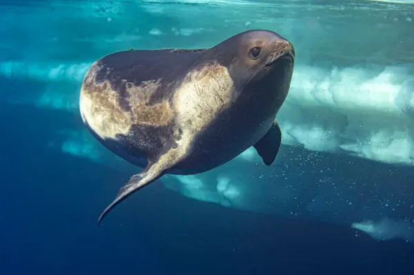 A ross seal underwater.