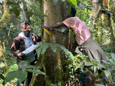 A smiling man and another man helping him measure around the trunk of a very tall tree in a tropical forest