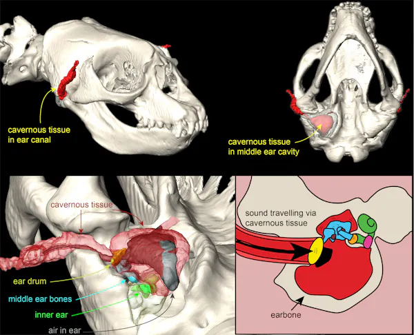 3D scan of a southern elephant seal, showing the ear.