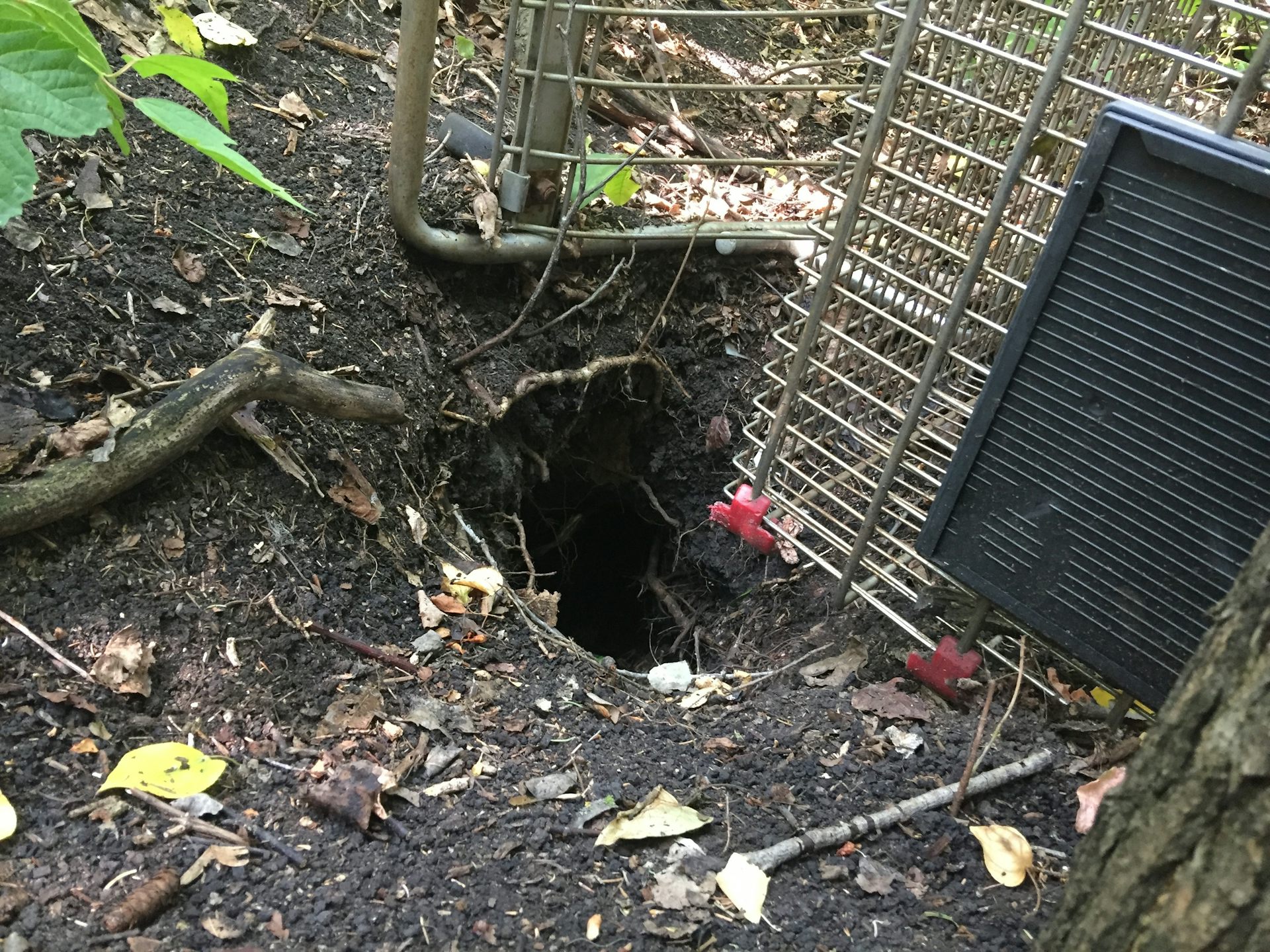Un carrito de compras de lado en el bosque cerca de un agujero cavado en el suelo.