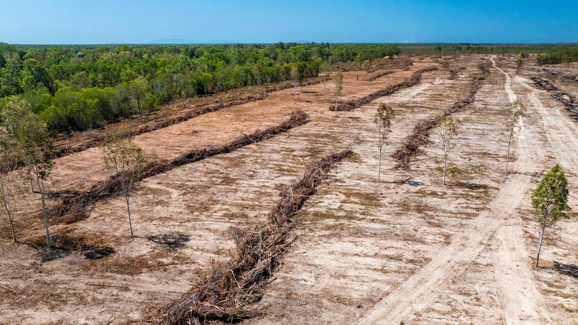 cleared land next to intact shrubby forest.
