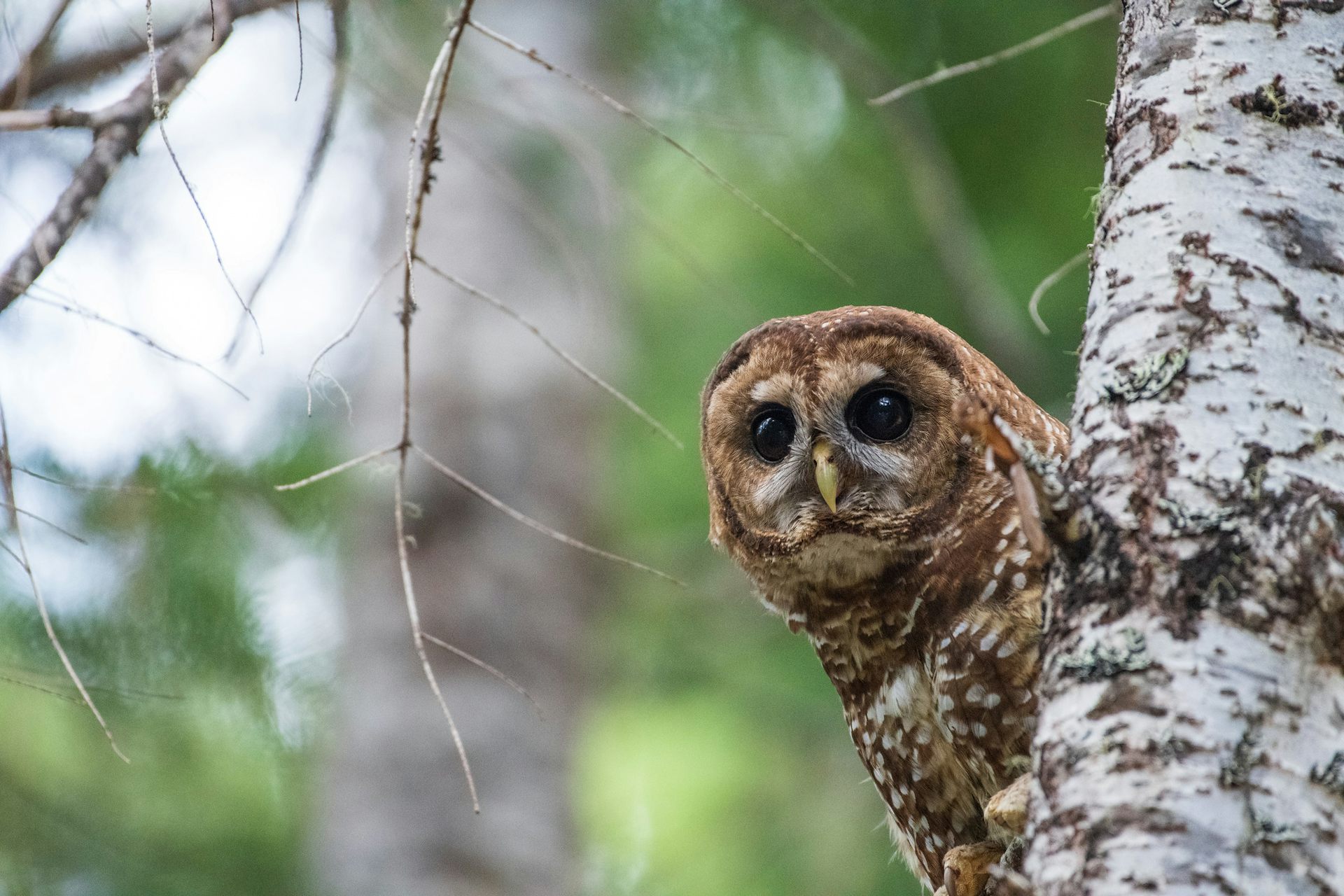 How redefining one word strips the Endangered Species Act’s ability to protect vital habitat