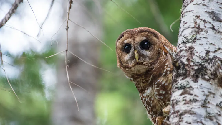 An owl peeks around the side of a tree trunk.