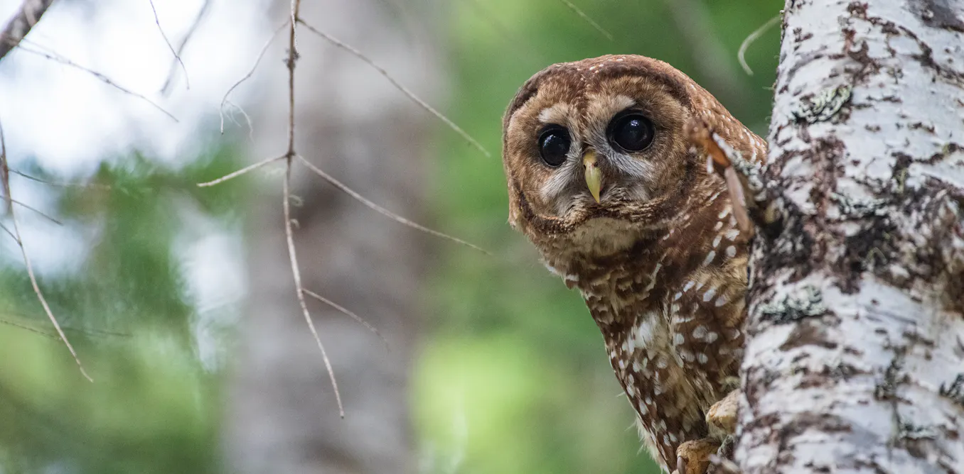 EduWireDaily — How redefining one word strips the Endangered Species Act’s ability to protect vital habitat