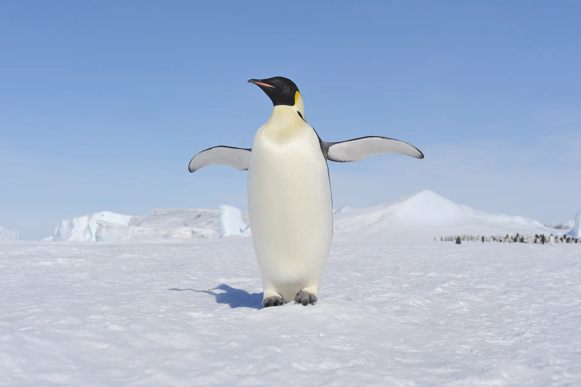 A penguin walks across frozen ground with its flippers extended under a blue, cloudless sky