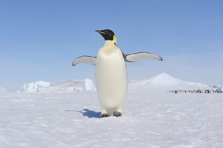 A penguin walks across frozen ground with its flippers extended under a blue, cloudless sky