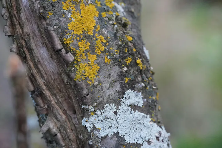 A tree trunk is shown with different types of lichen growing on it.