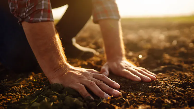 Farmer puts his hand on a patch of soil, with the sun setting in the background.