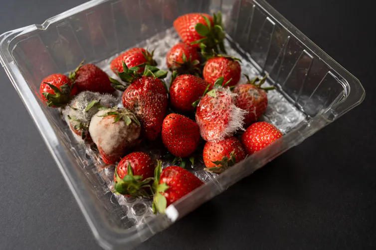 A punnet of mouldy berries.