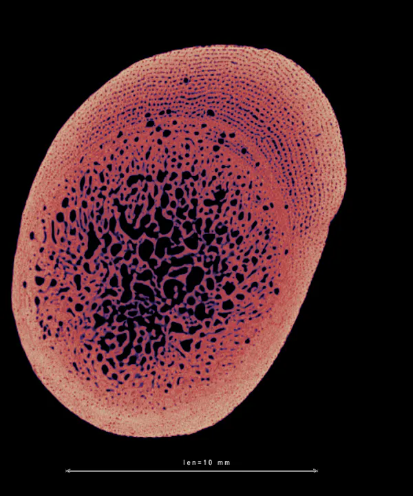 Oval shape with darker spots that look like spongy holes