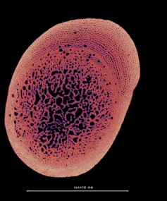 Oval shape with darker spots that look like spongy holes
