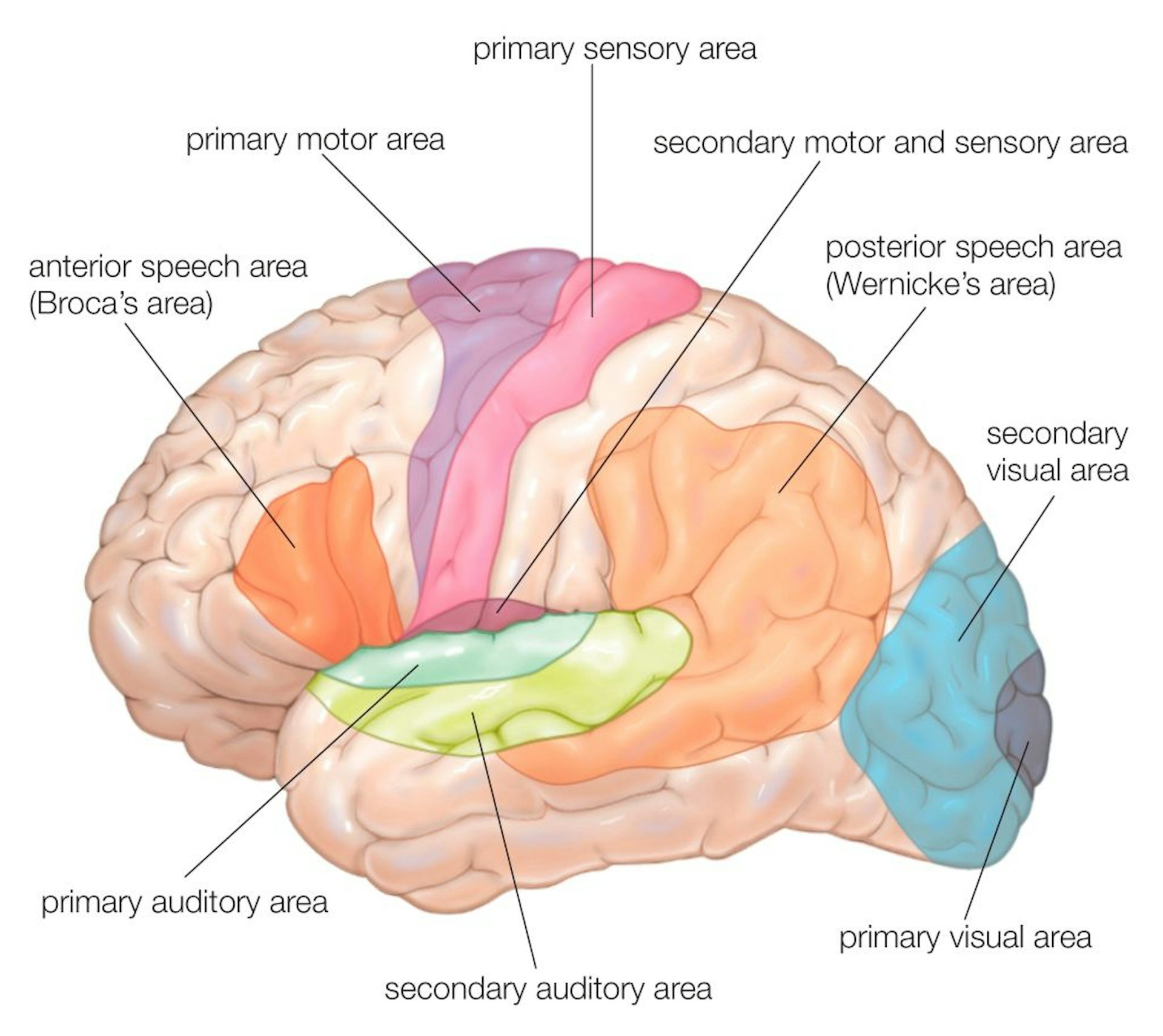A lateral-view diagram of the human brain, showing the functional areas.