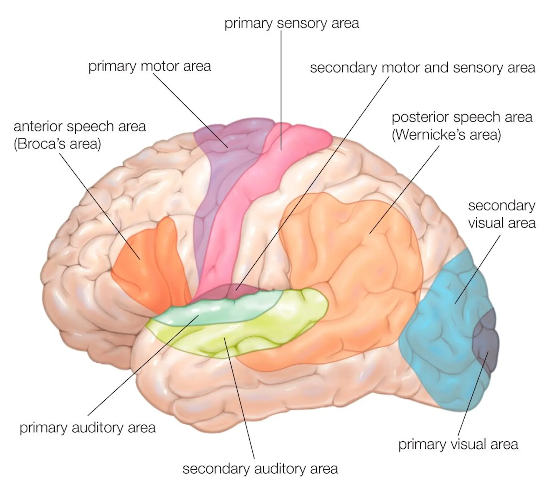 A lateral-view diagram of the human brain, showing the functional areas.