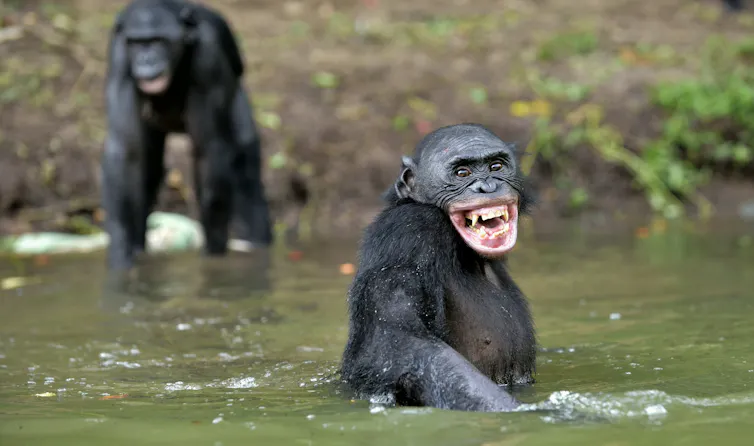 A smiling bonobo waist-deep in water with another in the background.