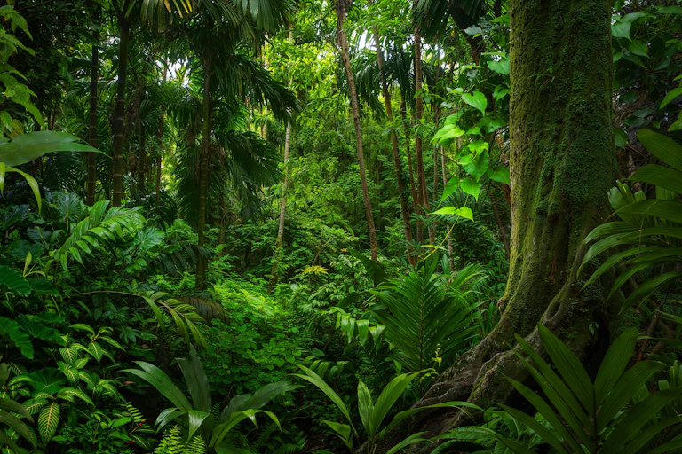 Uma densa floresta tropical.