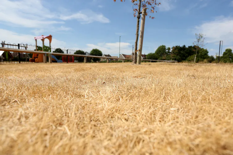 Grass dried out in Chichester, England