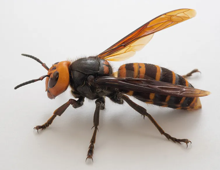 Yellow-legged hornet