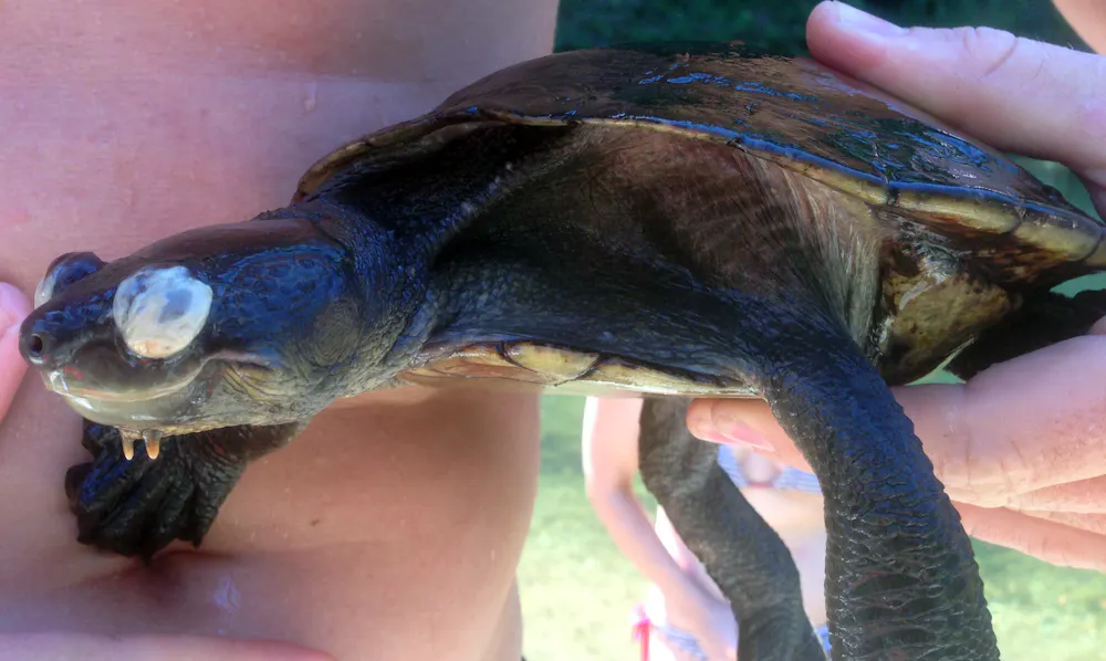 Septic Turtle Turtle extinction event bodes ill for our waterways
