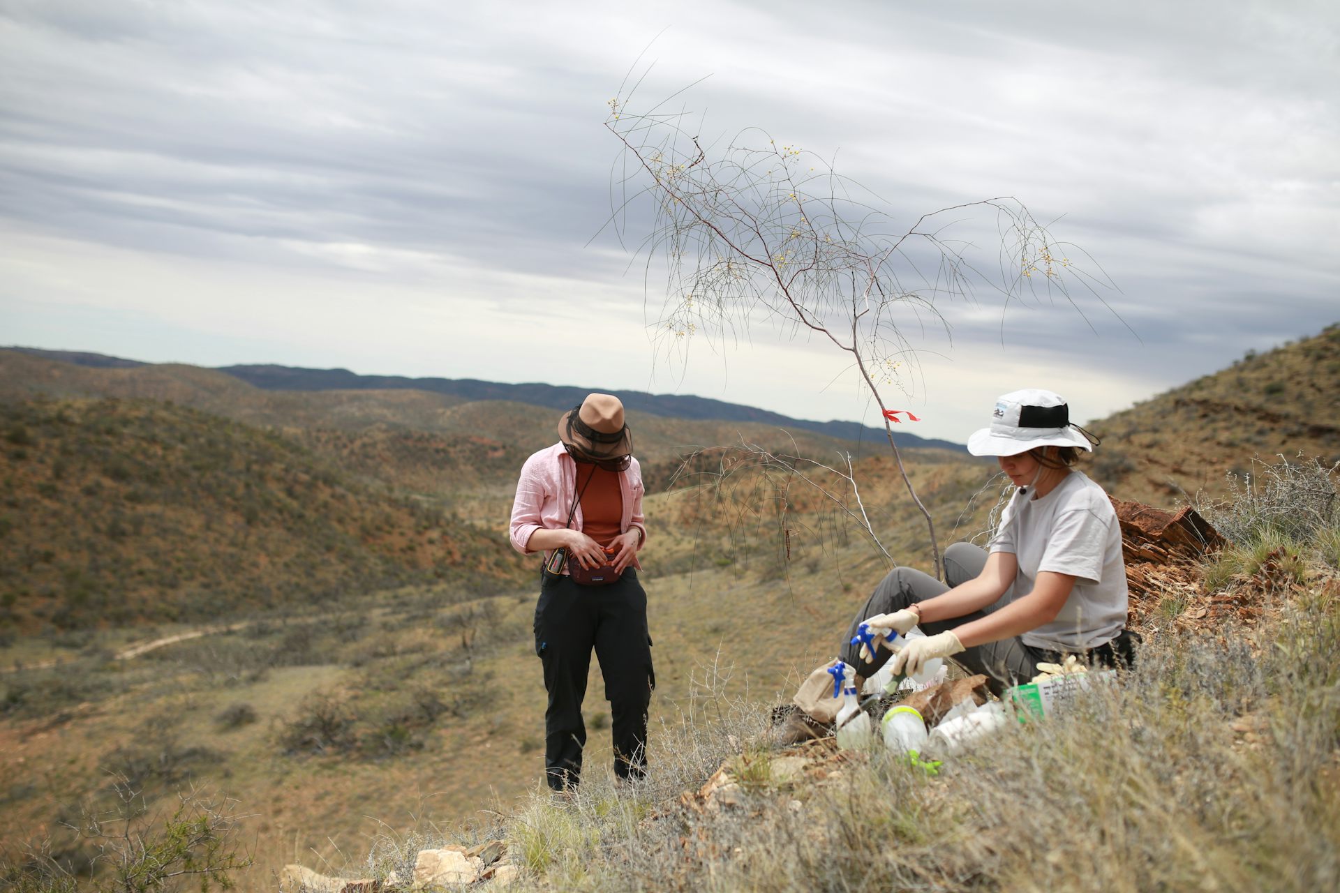 Two women collecting plant samples on a low hill covered with dry-looking vegetation.