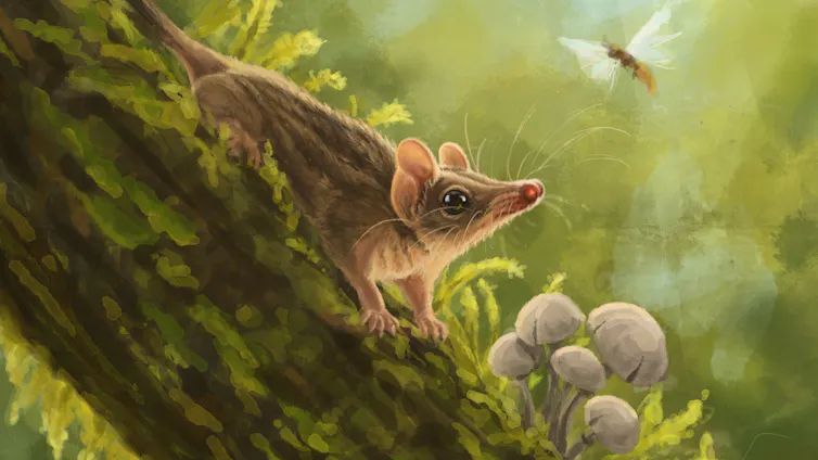 A small marsupial on a tree branch, hunting a flying insect.