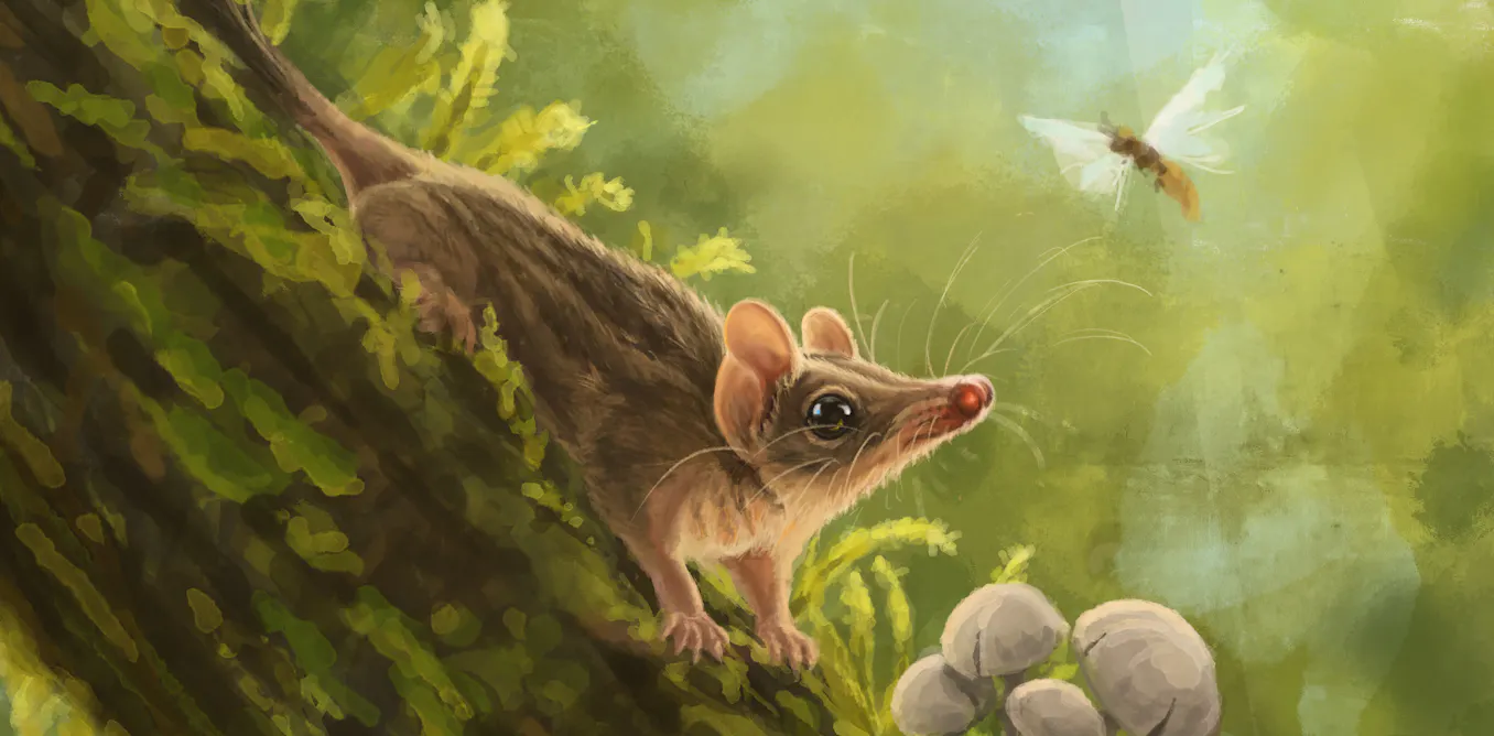 EduWireDaily — Australia’s most diverse marsupial predators have been hiding their origins for millions of years