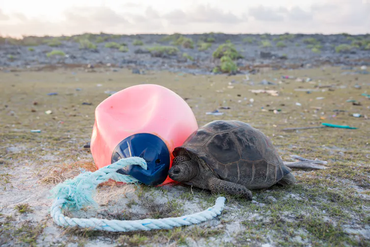A turtle on the Aldabra Atoll next to lost fishing gear and plastic.