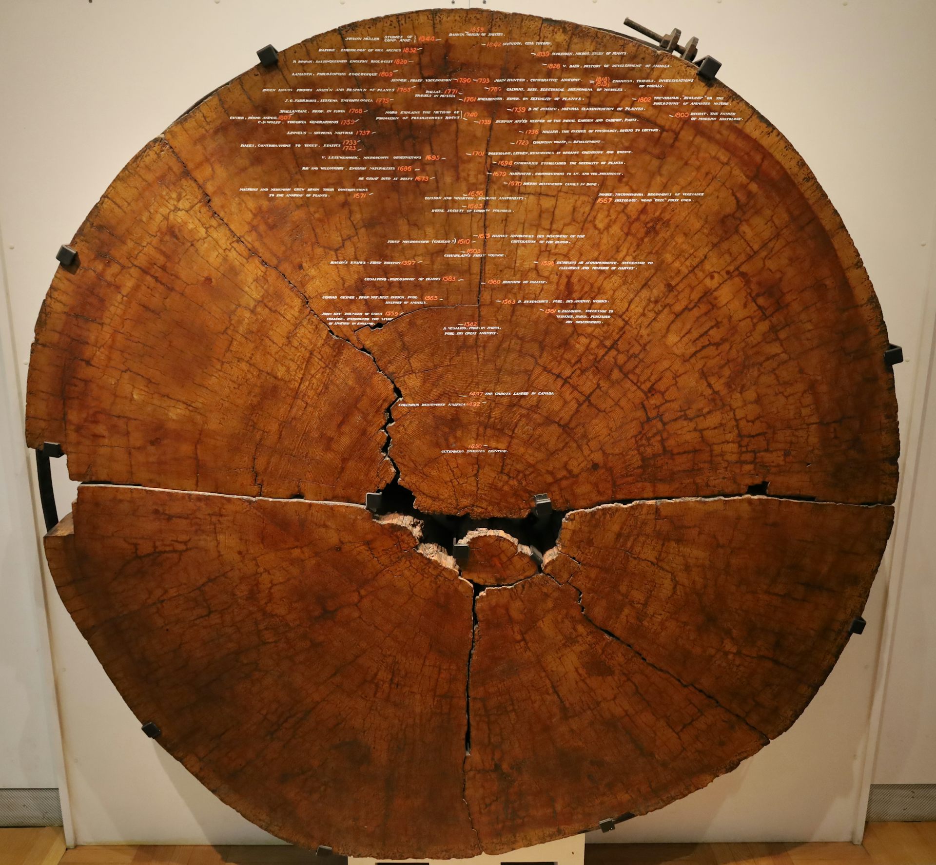 A large tree trunk section with different eras marked.