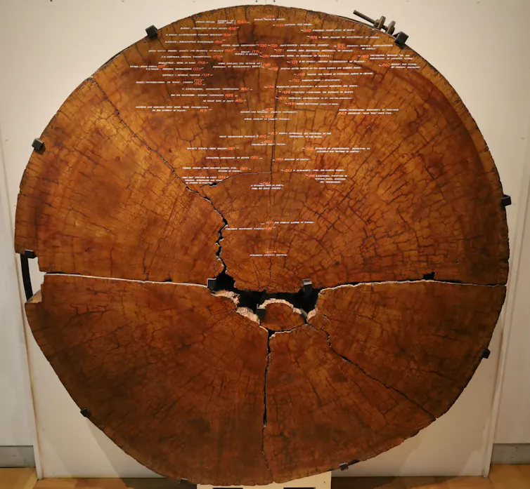 A large tree trunk section with different eras marked.