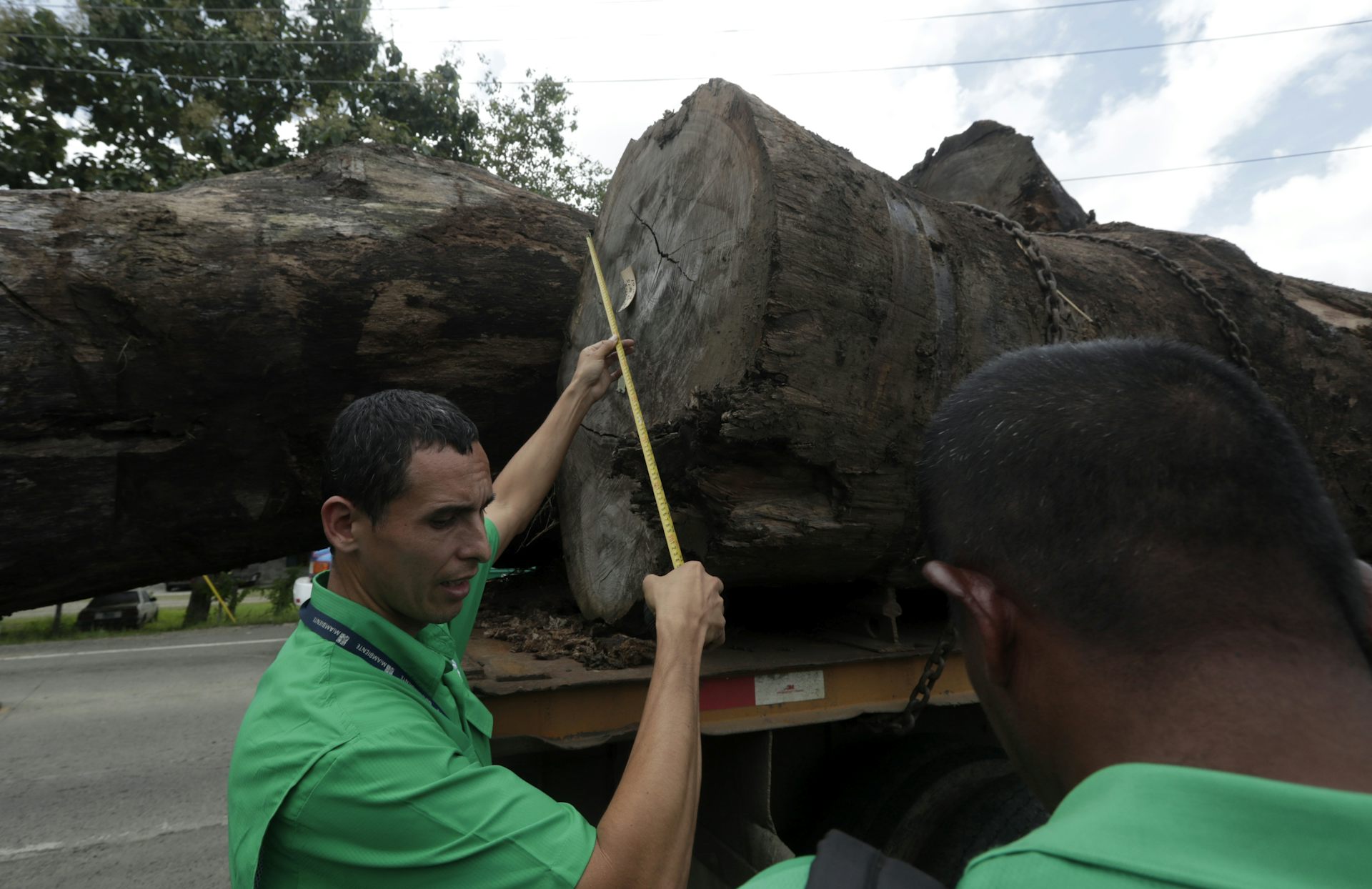 One person measures the diameter of a log while another person looks on.