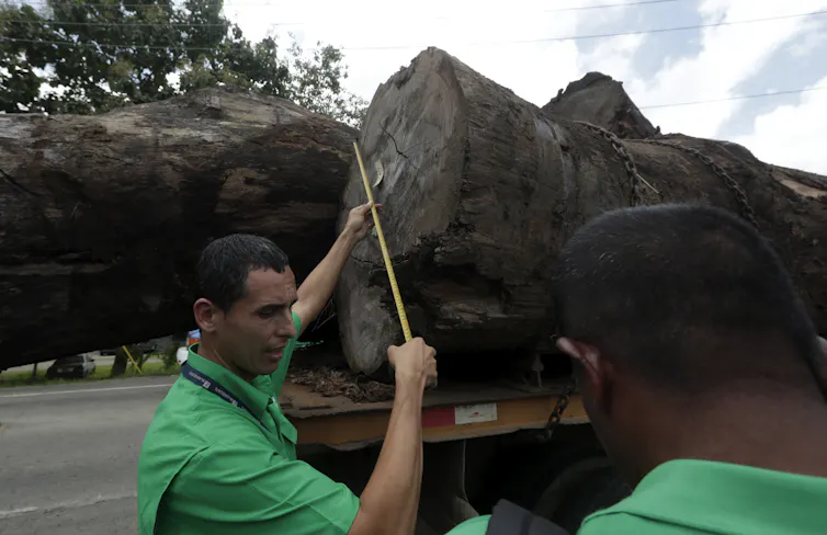 One person measures the diameter of a log while another person looks on.