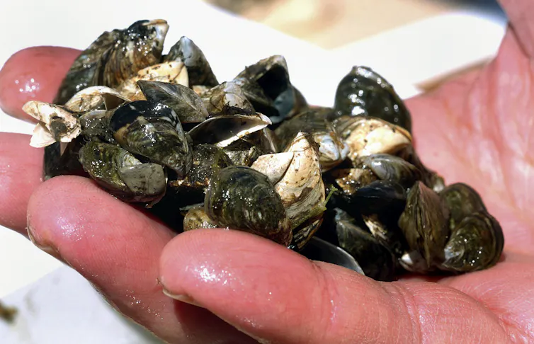 A close-up of a person's hand holding several small black-and-white shells.