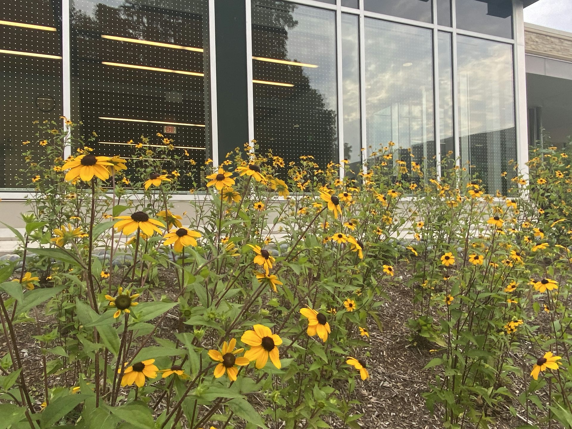 A dotted pattern for bird safety is shown on windows facing a garden with yellow wildflowers