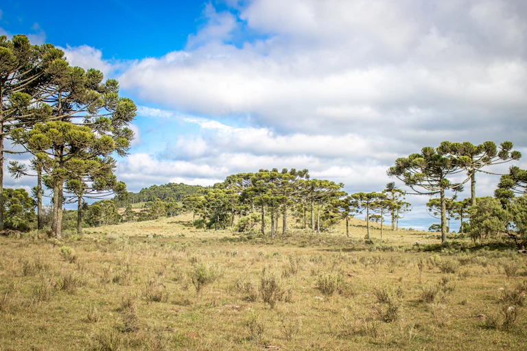 árvores da floresta com pastagem, céu azul e nublado