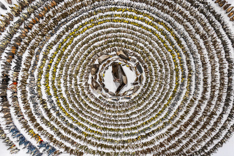 Thousands of dead birds are shown arranged in concentric circles.