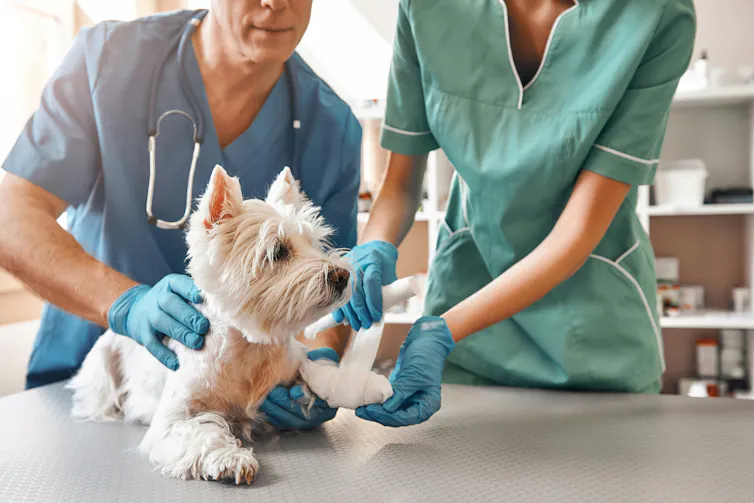 The Violence Link: El abuso animal y la violencia doméstica a menudo van de la mano 1 Un perro con una pata lesionada es atendido por un veterinario y su asistente.
