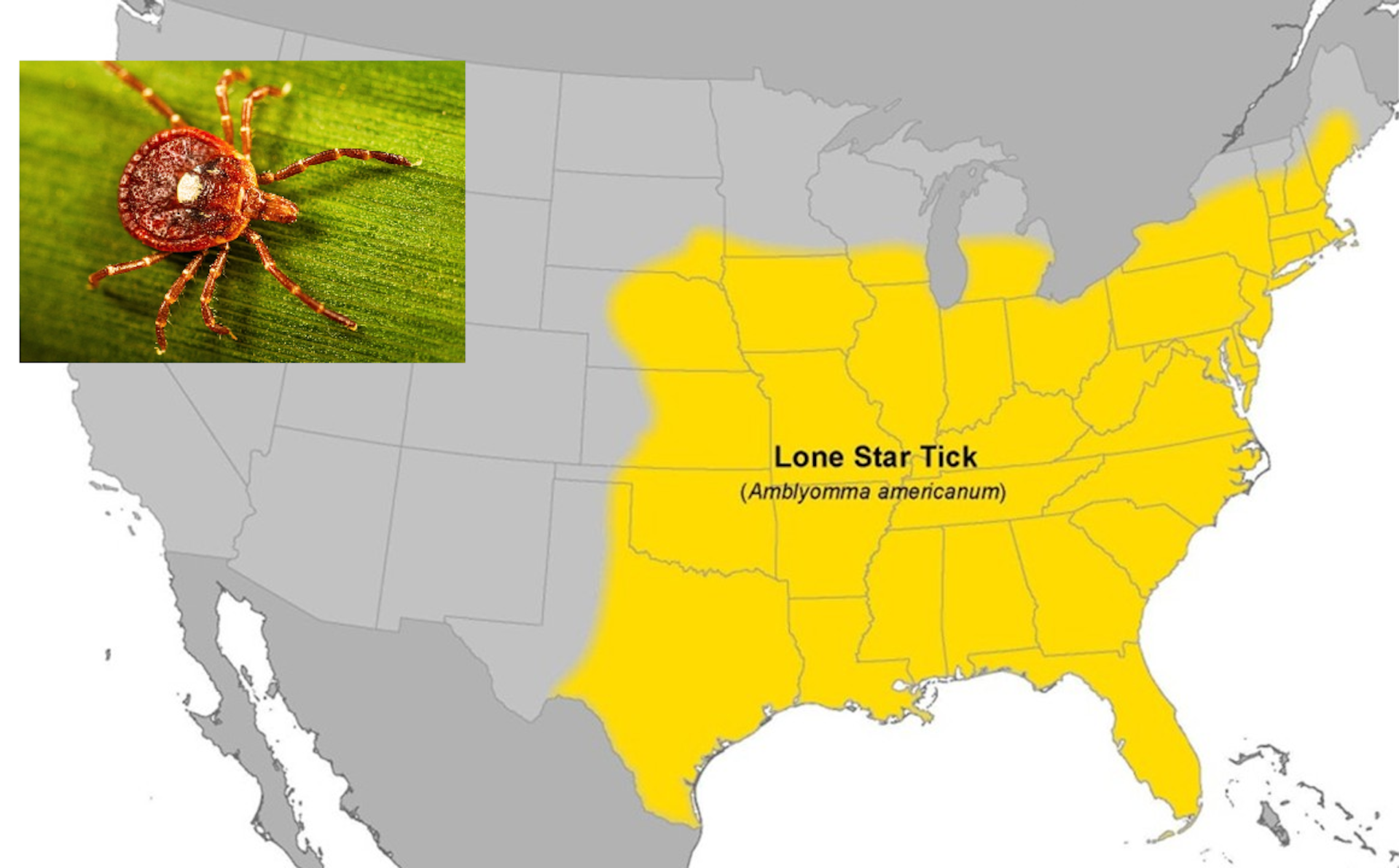 A tick with a star on its back and a map showing its reach in much of the eastern half of the U.S. and Midwest.