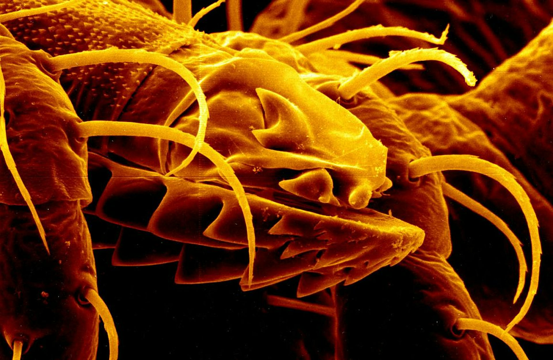 A microscope view of a tick's mouth is pretty scary