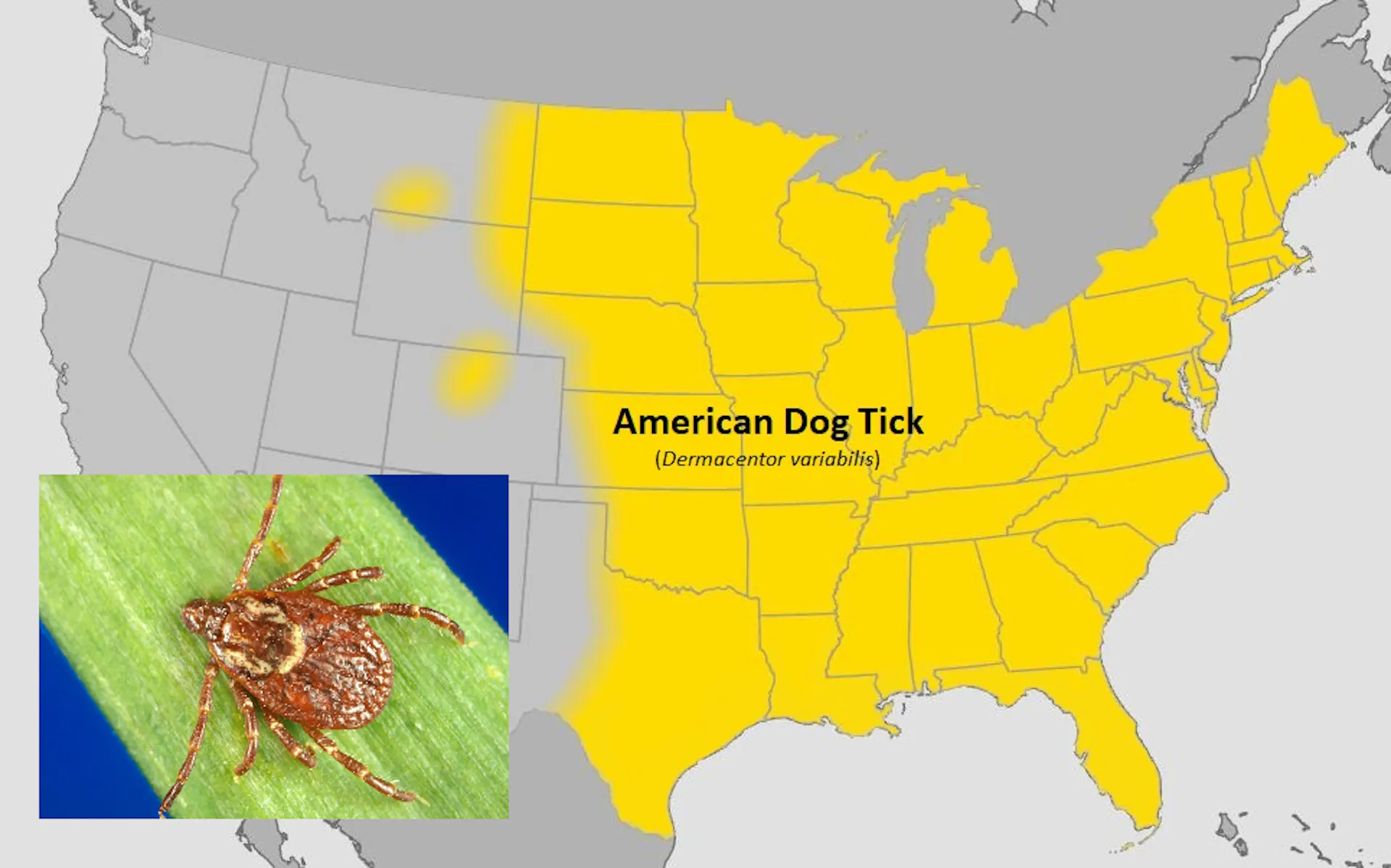 A map and image of a tick with a yellow necklace.