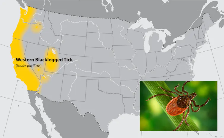 The western black-legged tick, also known as a deer tick, is a relative of the deer ticks common to the eastern U.S.