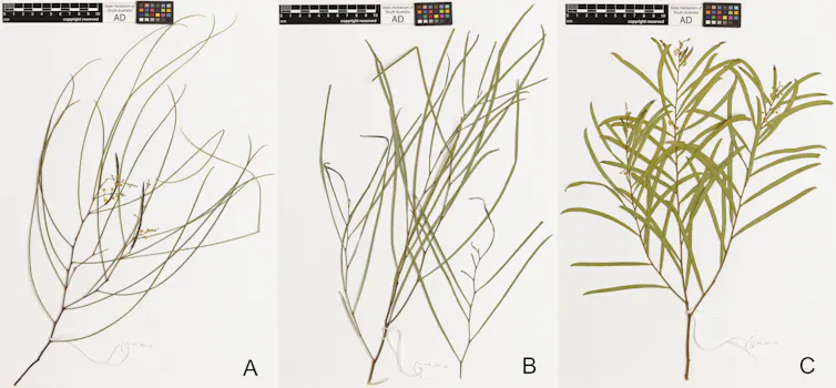 Three botanical specimens of wattle plants.