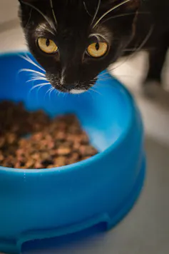 A black cat peering closely at a blue bowl of food