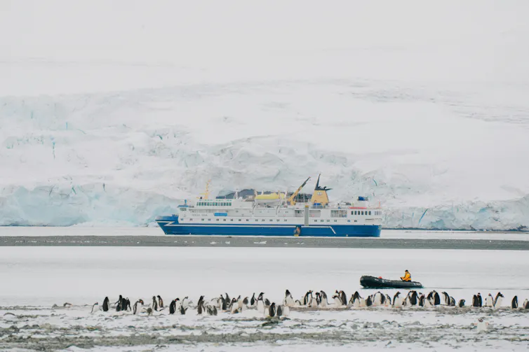 penguins with cruise ship in background
