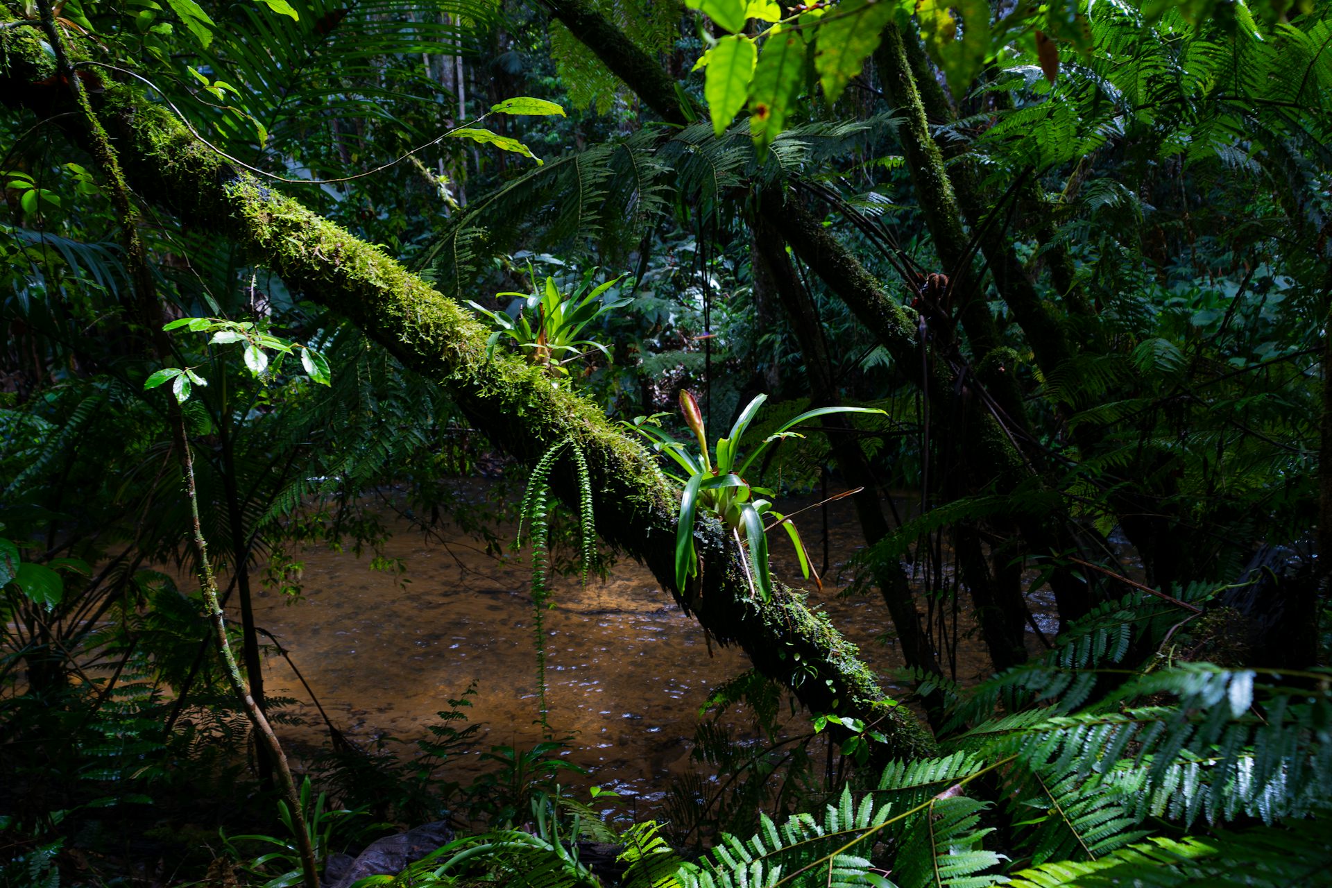 Imagem mostra uma floresta tropical