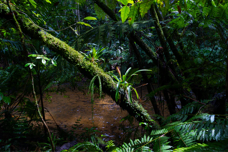 Imagem mostra uma floresta tropical