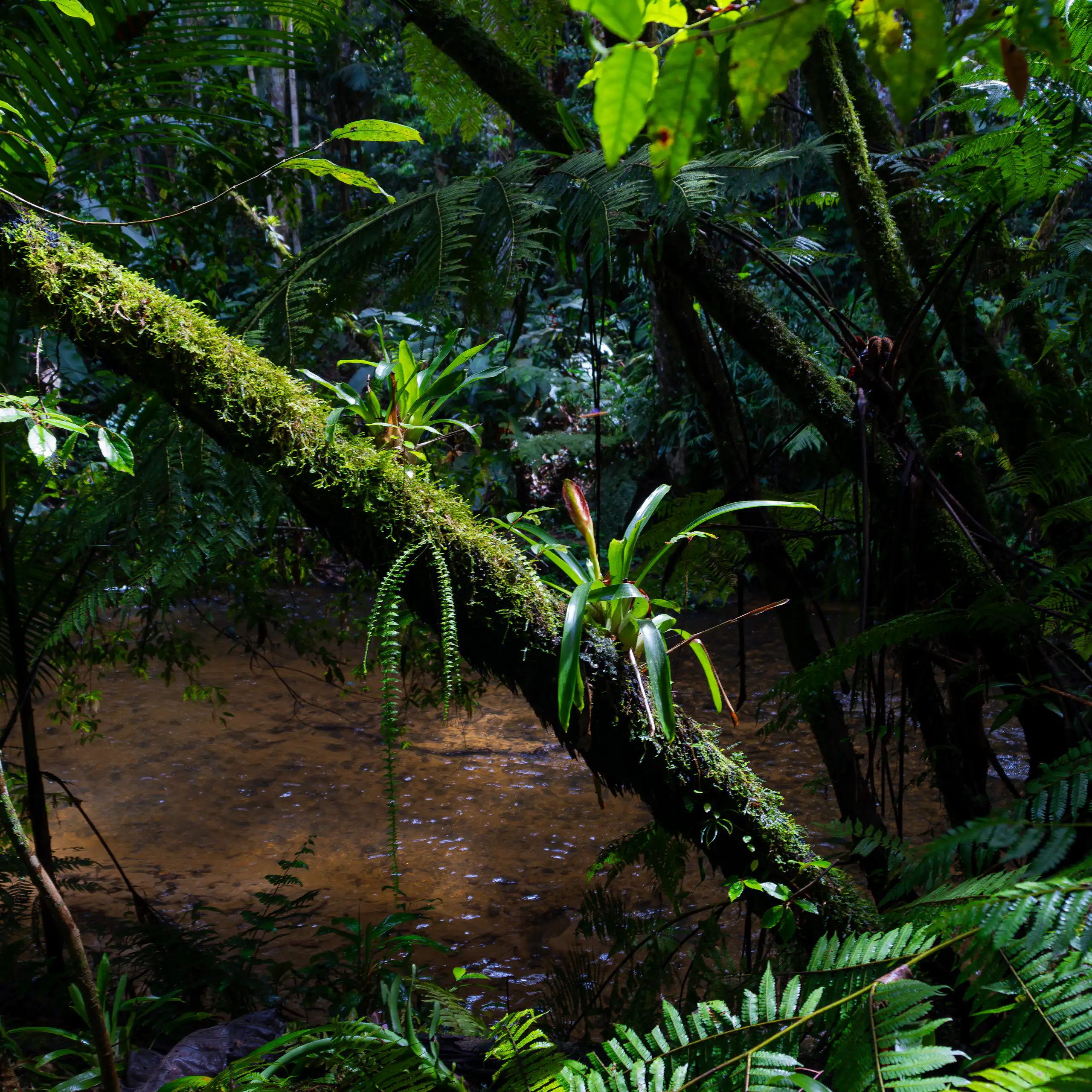 Imagem mostra uma floresta tropical