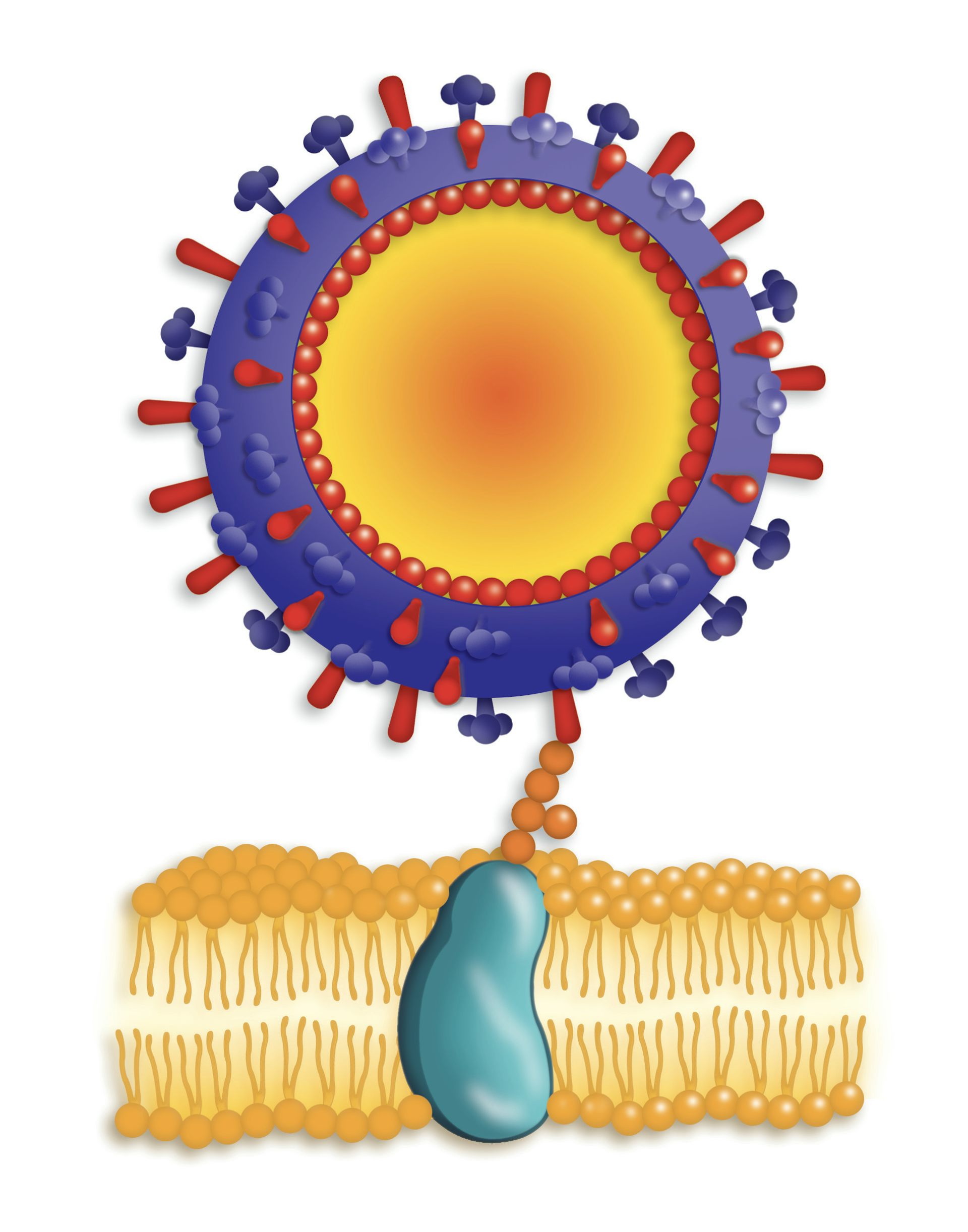 A round cell attaching to a flat membrane