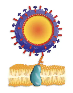 A round cell attaching to a flat membrane